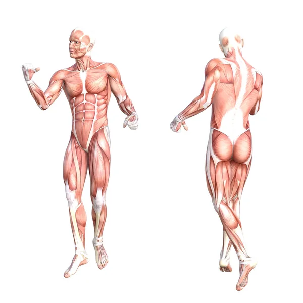 Conceptual anatomy muscle system set — Stock Photo, Image