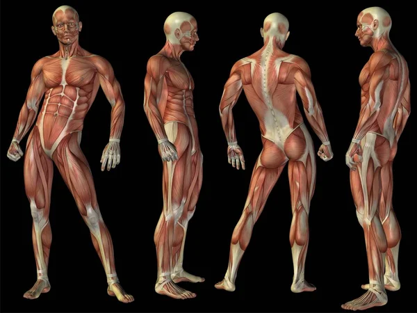 Набір концептуальної системи м'язів анатомії — стокове фото
