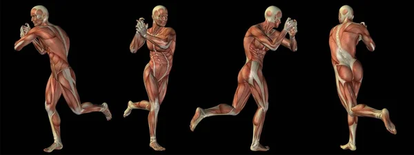 Conceito ou conceitual humano ou homem anatomia 3D corpo com músculo isolado em fundo preto como metáfora para medicina, esporte, masculino, muscular, médico, saúde, biologia ou grupo de fitness ou conjunto — Fotografia de Stock