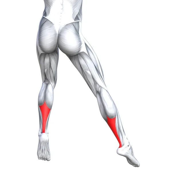 Απεικόνιση της ανατομίας του fit ισχυρή πόδι — Φωτογραφία Αρχείου