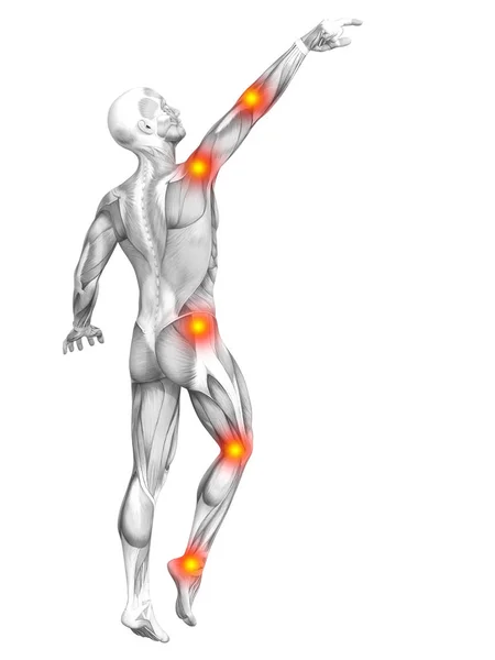 Anatomía muscular de Mumia con manchas rojas —  Fotos de Stock