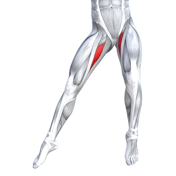 Uygun güçlü bacak anatomi çizimi — Stok fotoğraf