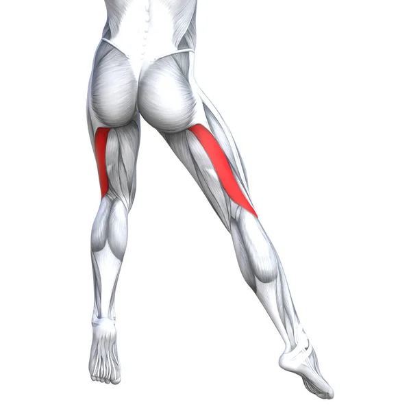 Ilustração da anatomia da perna forte ajuste — Fotografia de Stock