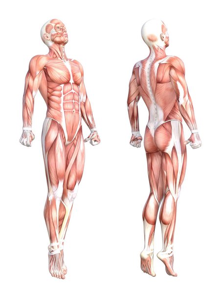 Conceptual anatomy muscle system set