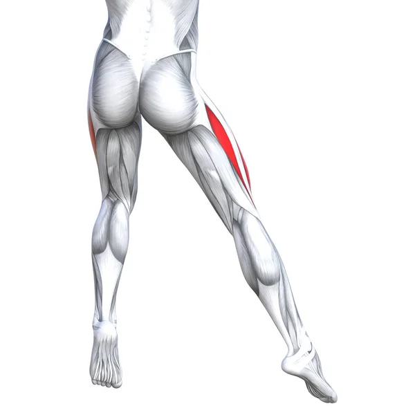健康强壮腿解剖的插图 — 图库照片