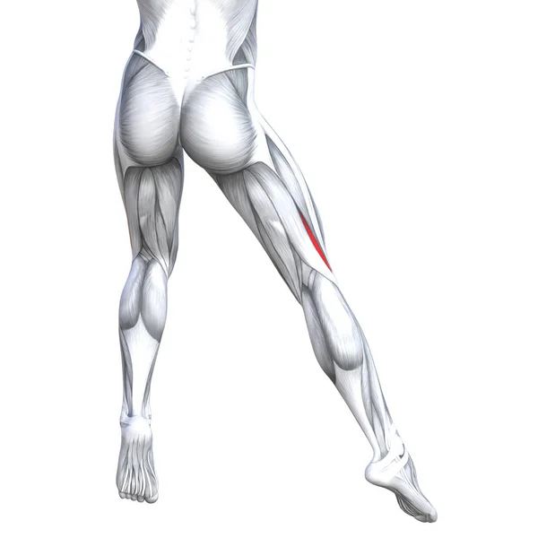 Ilustración de la anatomía de la pierna fuerte ajuste — Foto de Stock