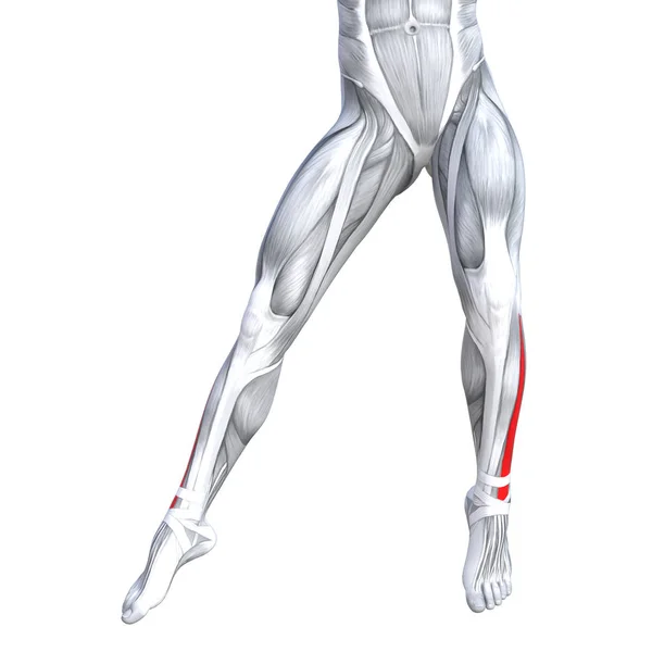 Ілюстрація сильної анатомії ніг — стокове фото