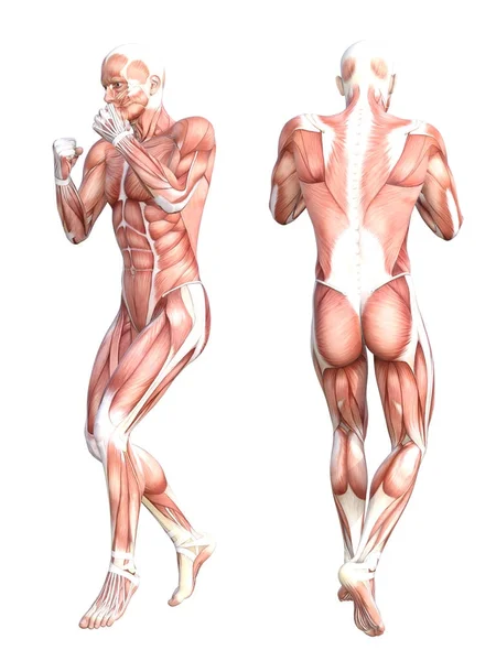 Sistema muscular de anatomía conceptual conjunto — Foto de Stock