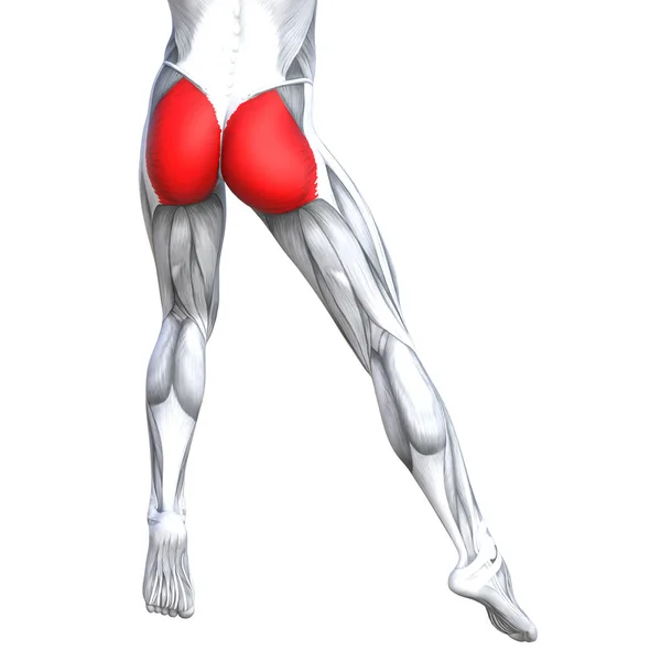 Ilustración de la anatomía de la pierna fuerte ajuste — Foto de Stock