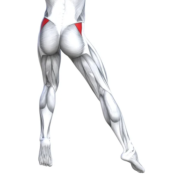 Uygun güçlü bacak anatomi çizimi — Stok fotoğraf