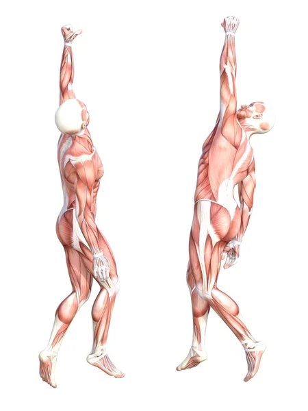 Sistema muscular de anatomía conceptual conjunto —  Fotos de Stock