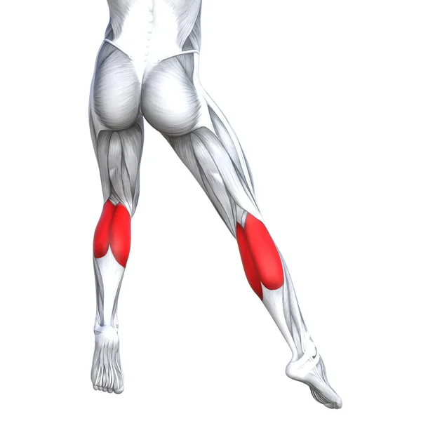 Illustration of fit strong leg anatomy — Stock Photo, Image