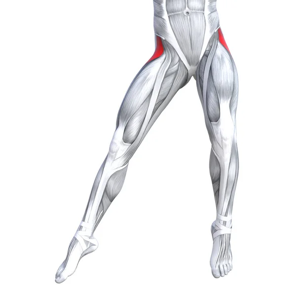 Ilustração da anatomia da perna forte ajuste — Fotografia de Stock