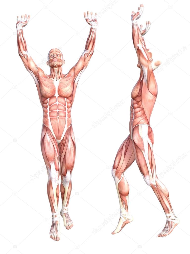 Conceptual anatomy muscle system set