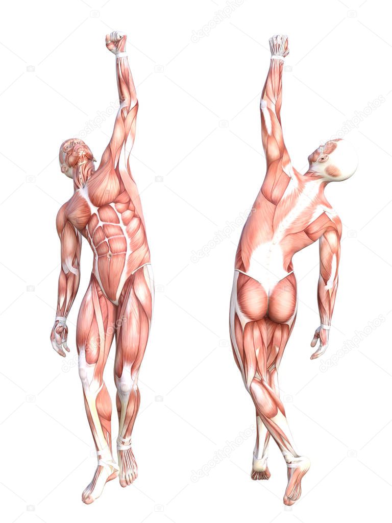 Conceptual anatomy muscle system set