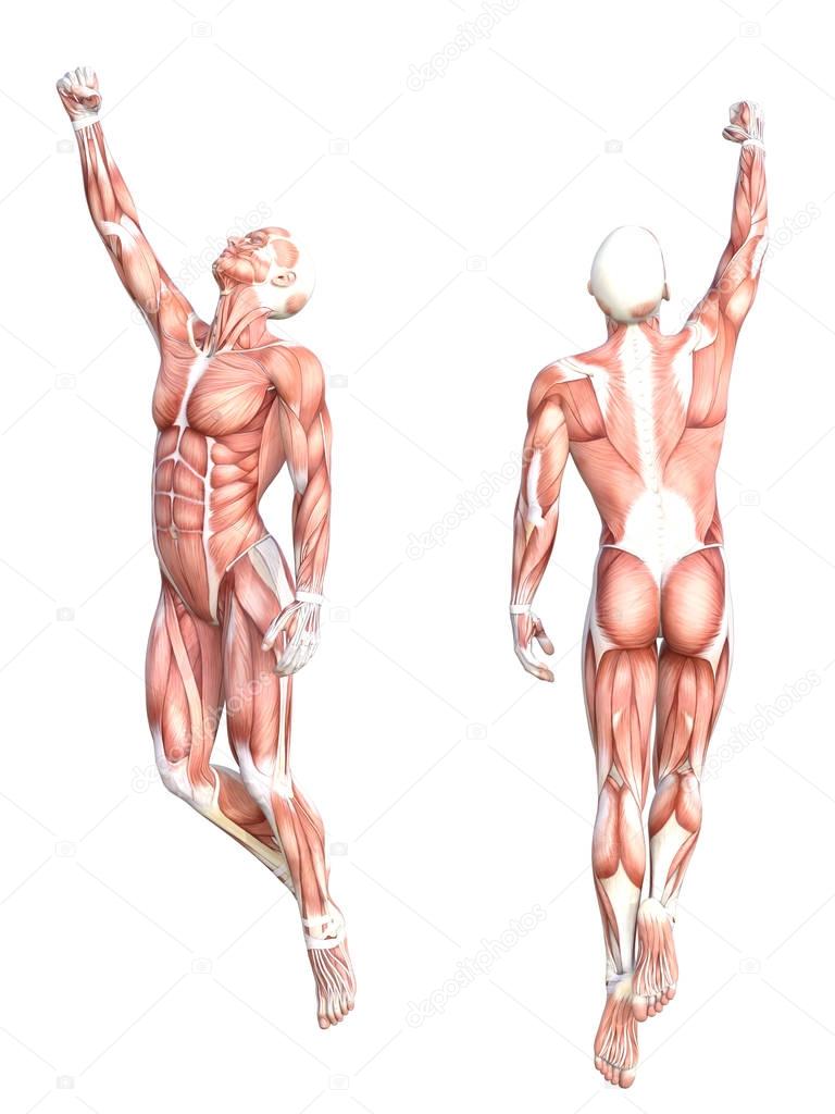 Conceptual anatomy muscle system set