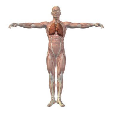 Kavramsal adam 3d anatomi