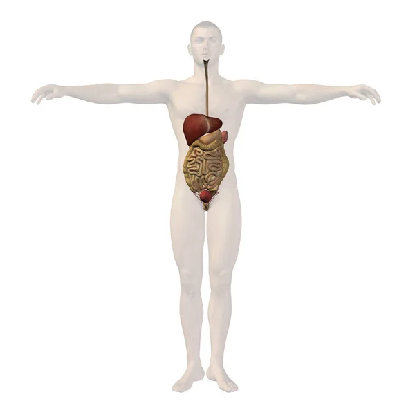 Conceptuele man 3d anatomie — Stockfoto