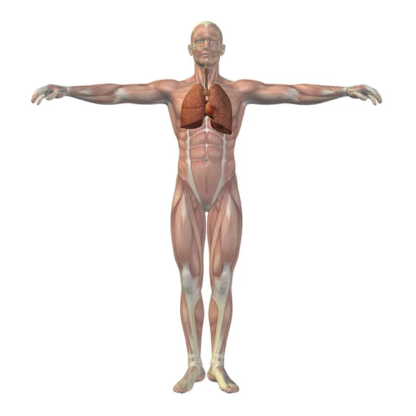 Koncepcyjne człowieka anatomia 3d — Zdjęcie stockowe