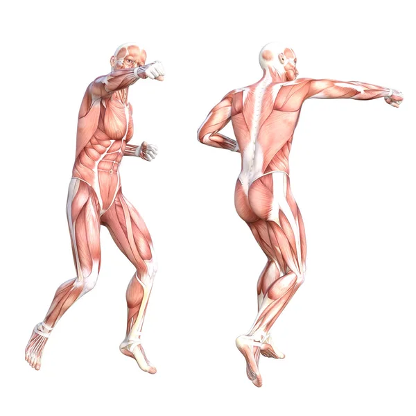 Sistema muscular del cuerpo humano — Foto de Stock