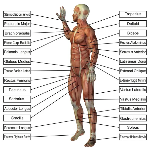 Conceptuele man 3d anatomie — Stockfoto
