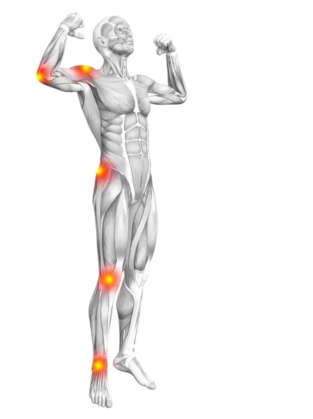 Anatomie der menschlichen Muskeln — Stockfoto