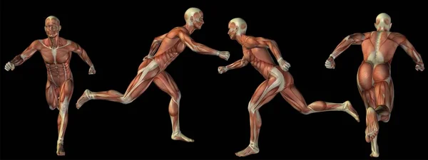 Conceptuele man 3d anatomie — Stockfoto