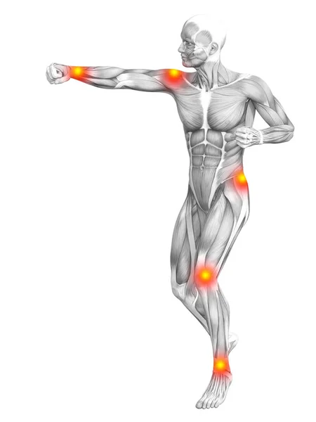 Sistema muscular del cuerpo humano —  Fotos de Stock