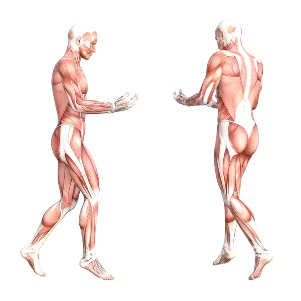 Human body muscle system — Stock Photo, Image