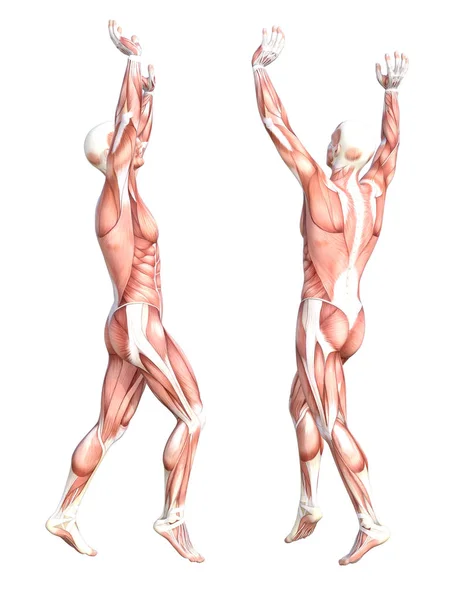 Sistema muscular do corpo humano — Fotografia de Stock