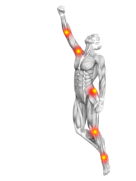 Анатомія людини м'язів — стокове фото