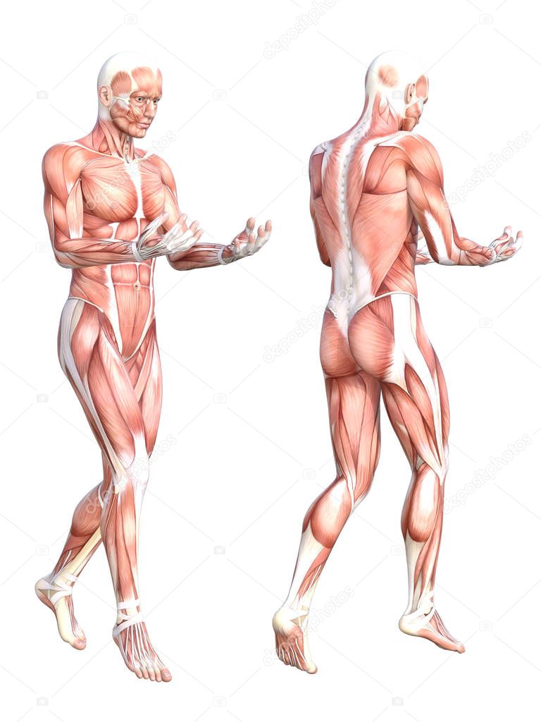 Human body muscle system 