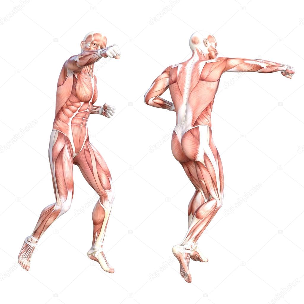 Human body muscle system