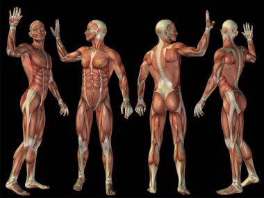Yüksek çözünürlüklü kavram ya da kavramsal insan ya da adam 3d anatomi vücut siyah arka plan üzerine tıp, spor, erkek, kas, tıp, sağlık, biyoloji veya fitness grubu veya kümesi için metafor olarak izole kas ile