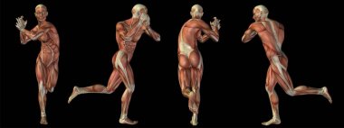 Yüksek çözünürlüklü kavram ya da kavramsal insan ya da adam 3d anatomi vücut siyah arka plan üzerine tıp, spor, erkek, kas, tıp, sağlık, biyoloji veya fitness grubu veya kümesi için metafor olarak izole kas ile