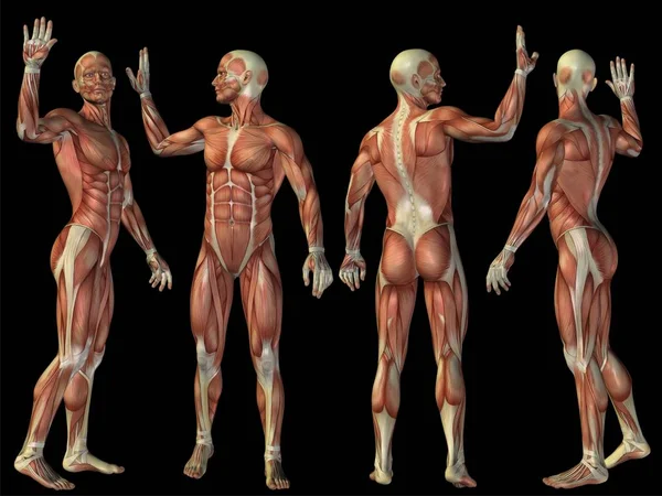 Pojęcie o wysokiej rozdzielczości lub koncepcyjne człowieka lub człowiek 3d anatomia ciało z mięśni na białym na czarnym tle jako metafora, medycyna, sport, mężczyzna, mięśni, medyczne, zdrowie, biologii lub Grupa fitness lub zestaw — Zdjęcie stockowe