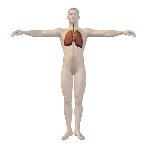 Концептуальна 3D анатомія людини — стокове фото