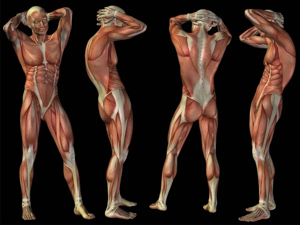 Hochauflösendes Konzept oder konzeptionelle menschliche oder menschliche 3D-Anatomie Körper mit Muskeln isoliert auf schwarzem Hintergrund als Metapher für Medizin, Sport, männlich, muskulös, medizinisch, Gesundheit, Biologie oder Fitness-Gruppe oder Set — Stockfoto