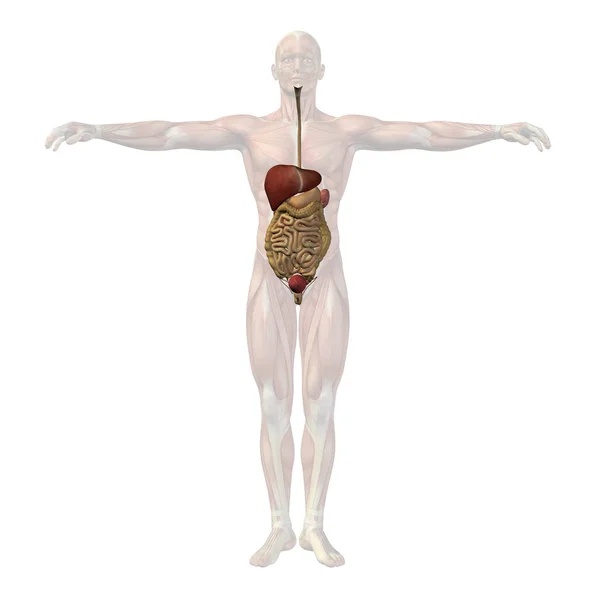 Human digestive system — Stock Photo, Image