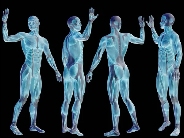 高分辨率概念或概念的人或与肌肉分离在黑色背景上作为隐喻的医学、 体育、 男性、 肌肉、 医疗、 卫生、 生物学或健身组或组的三维解剖人体 — 图库照片