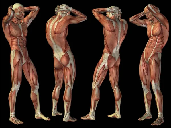 Hoge resolutie concept of conceptuele mens of 3d anatomie lichaam van man met spier geïsoleerd op zwarte achtergrond als metafoor voor geneeskunde, sport, mannelijke, gespierd, medische, gezondheid, biologie of fitness groep of set — Stockfoto