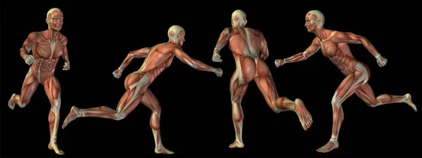 Hoge resolutie concept of conceptuele mens of 3d anatomie lichaam van man met spier geïsoleerd op zwarte achtergrond als metafoor voor geneeskunde, sport, mannelijke, gespierd, medische, gezondheid, biologie of fitness groep of set — Stockfoto