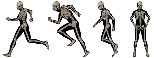 Людина з кістками для анатомії — стокове фото