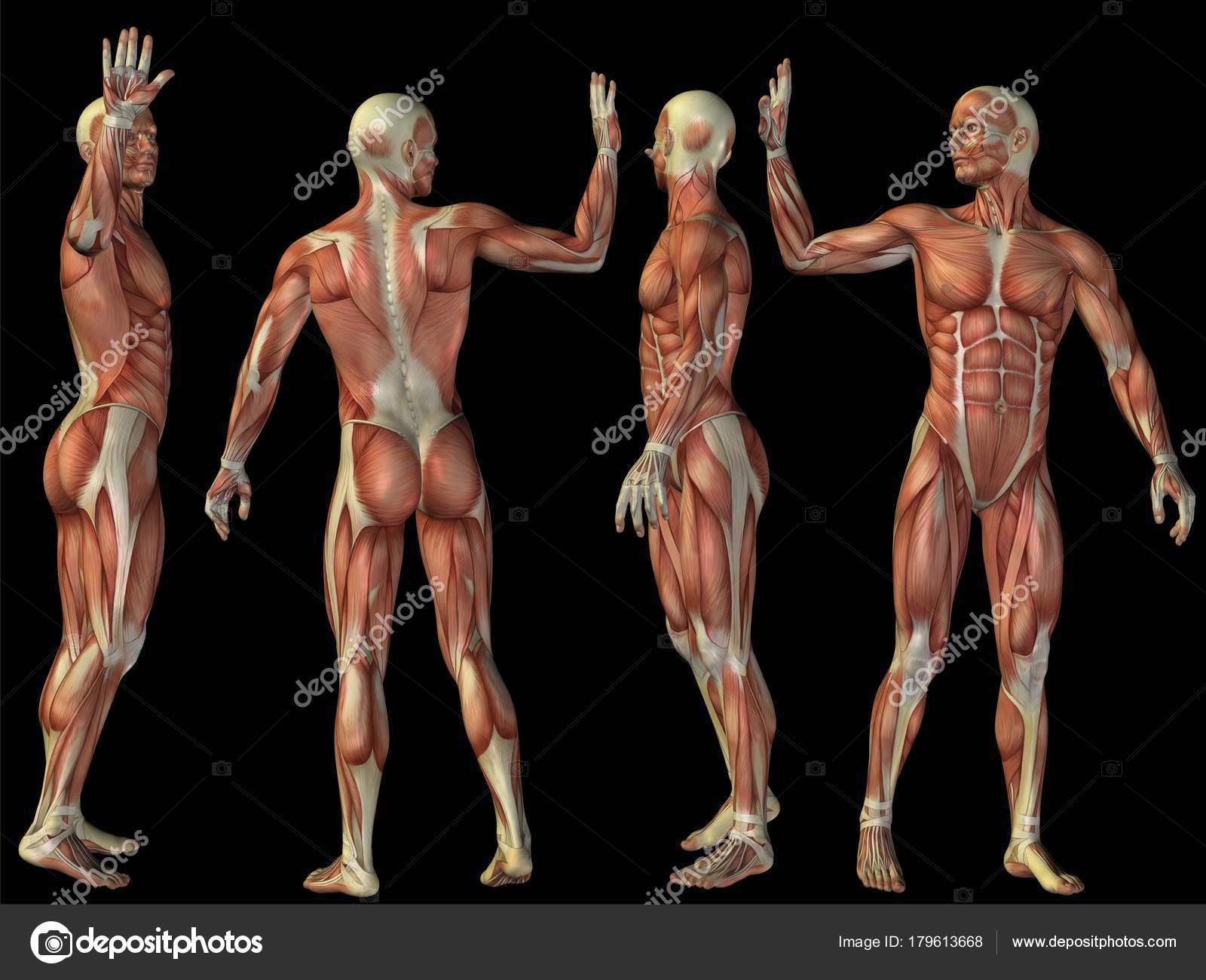 Какого цвета мышцы. Мускулы человека. Гипертрофия скелетных мышц. Мускулатура человека анатомия. Какого цвета мышцы.