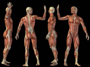 kavramsal fitness insan anatomisi organları kaslı, dizi kavramı, tıp ve spor