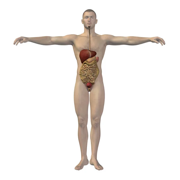 Human  digestive system — Stock Photo, Image