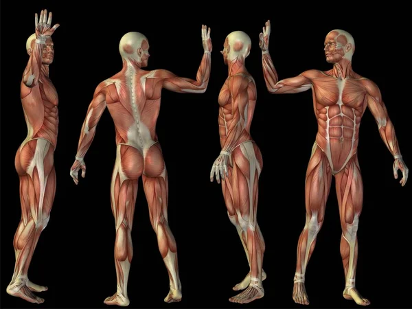 Набор Концептуальной Фитнес Анатомии Тела Человека Мышцами Медициной Спортивной Концепцией — стоковое фото