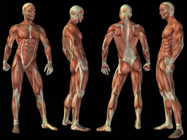 Hoge resolutie concept of conceptuele mens of 3d anatomie lichaam van man met spier geïsoleerd op zwarte achtergrond als metafoor voor geneeskunde, sport, mannelijke, gespierd, medische, gezondheid, biologie of fitness groep of set — Stockfoto