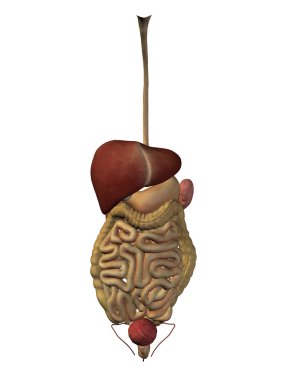 İnsan sindirim sistemi