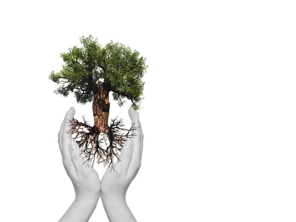 Concept or conceptual old green baobab tree with root held in hands of young woman for nature, natural, environment, development, ecological, protection or life
